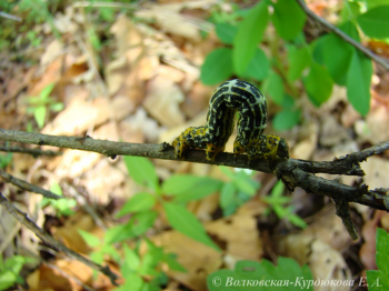 Acrodontis kotshubeji  Пяденица Кочубея